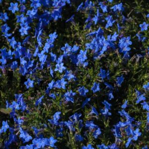 LITHODORA DIFFUSA - 1406