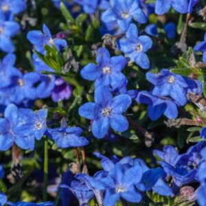 LITHODORA DIFFUSA - 1407