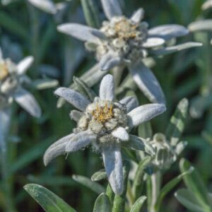 LEONTOPODIUM - STELLA ALPINA - ASTERACEAE - 1408
