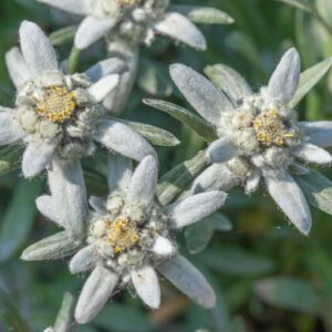 LEONTOPODIUM - STELLA ALPINA - ASTERACEAE - 1409