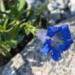 GENTIANA - GENZIANA - GENTIANACEAE - 1410