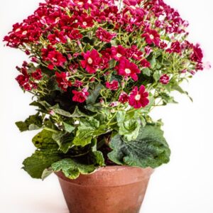 CINERARIA, SENECIO, ASTERACEE