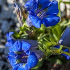 GENTIANA - GENZIANA - GENTIANACEAE - 1411