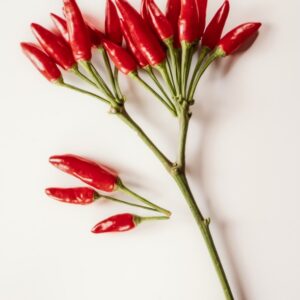 RAMO DI PEPERONCINI PICCANTI