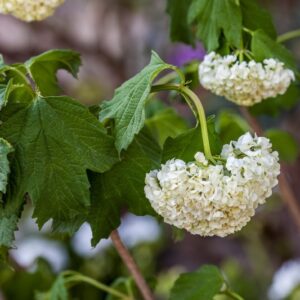 VIBURNUM OPULUS STERILE- CAPRIFOLIACEAE -1413
