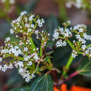 VIBURNUM - CAPRIFOLIACEAE - 1415