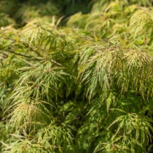 ACER PALMATUM - DISSECTUM VIRIDIS - ACERACEAE - 1417