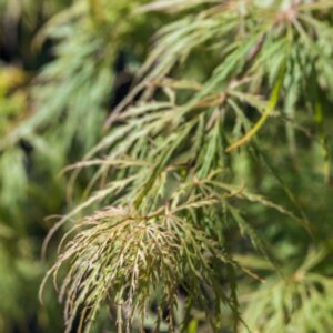 ACER PALMATUM - DISSECTUM VIRIDIS - ACERACEAE - 1418
