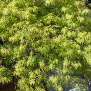 ACER PALMATUM - DISSECTUM VIRIDIS - ACERACEAE - 1419