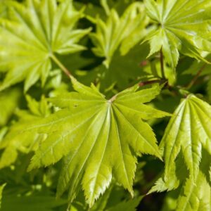 ACER PALMATUM - AUREUM - ACERACEAE - 1421