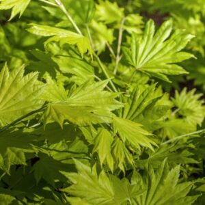 ACER PALMATUM - AUREUM - ACERACEAE - 1423