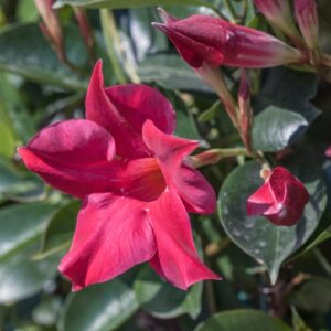 MANDEVILLA - APOCYNACEAE - 1425