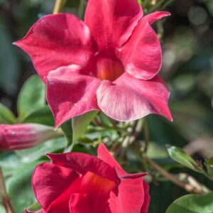 MANDEVILLA - APOCYNACEAE - 1426