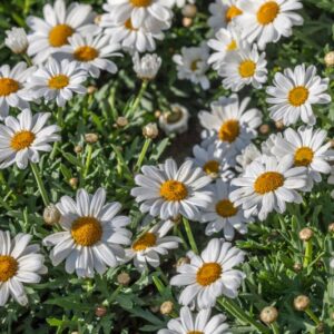 ARGYTANTHEMUM FRUTESCENS - ASTERACEAE - 1429