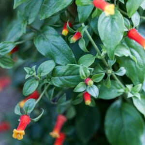 MANETTIA LUTEORUBRA - RUBICEAE - 1431