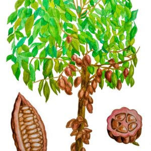PIANTA DI CACAO