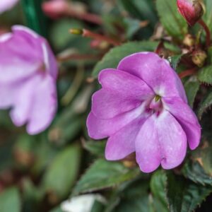 IMAPATIENS - VLGOURV LAVENDER - SUNPATIENS HYB - BALSAMINACEAE - 1435