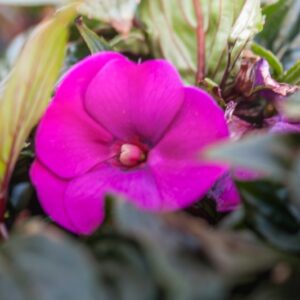 IMAPATIENS - LOGIA  - NUOVA GUINEA HYB - BALSAMINACEAE - 1437