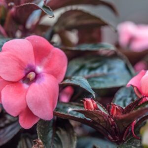 IMAPATIENS - COMPACT CORAL - SUNPATIENS HYB - BALSAMINACEAE - 1440