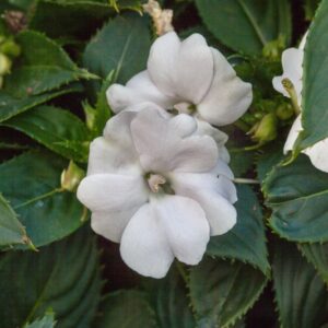 IMAPATIENS - VIGOROUS WHITE IMPROVED - SUNPATIENS HYB - BALSAMINACEAE - 1442