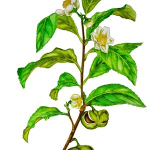TÈ, PIANTA DEL TÈ