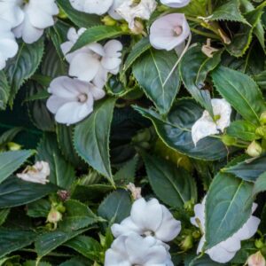 IMAPATIENS - VIGOROUS WHITE IMPROVED - SUNPATIENS HYB - BALSAMINACEAE - 1446