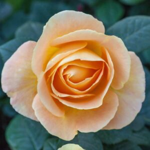ROSA - NOSTALGIC ROSE - CANDLELIGHT - ROSACEAE - 1448