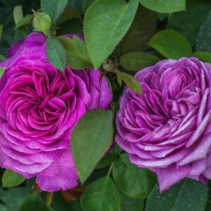 ROSE - HIDI KLUM ROSE - NOSTALGICA - ROSACEAE - 1450