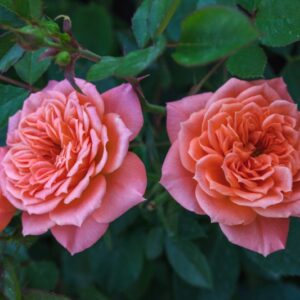 ROSE - NINETTA - PATIOROSE - LACHS ORANGE - ROSACEAE - 1452