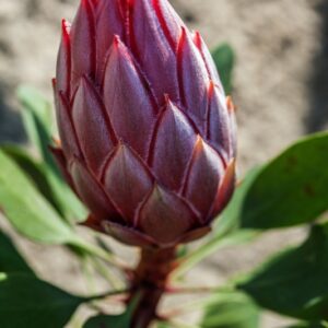 PROTEA CYNAROIDES - PROTEACEAE - 1456
