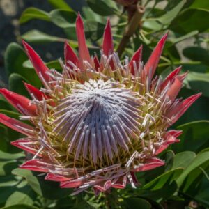 PROTEA CYNAROIDES - PROTEACEAE - 1457