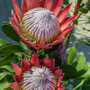 PROTEA CYNAROIDES - PROTEACEAE - 1458