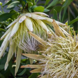 PROTEA CYNAROIDES - PROTEACEAE - 1460