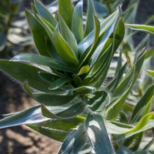 LEUCADENDRON ARGENTEUM - PROTEACEAE - 1462