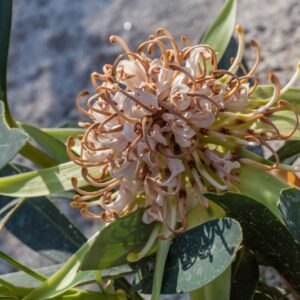 TELOPEA SPECIOSISSIMA SHADY LADY WHITE - PROTEACEAE - 1464