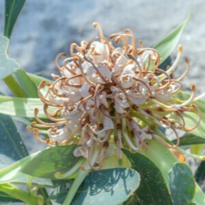 TELOPEA SPECIOSISSIMA SHADY LADY WHITE - PROTEACEAE - 1465