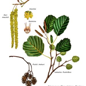 ONTANO NERO, ALNUS GLUTINOSA, BETULACEAE - 0071 - 1224