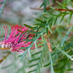 GREVILLEA LONGIFOLIA X CALEYI - PROTEACEAE - 1470