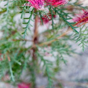 GREVILLEA LONGIFOLIA X CALEYI - PROTEACEAE - 1471
