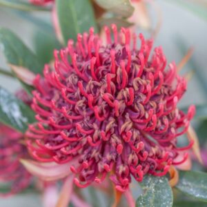 TELOPEA SPECIOSISSIMA X MONGAENSIS - PROTEACEAE - 1474