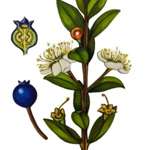 MIRTO, MYRTUS COMMUNIS - MYRTACEAE - 0072