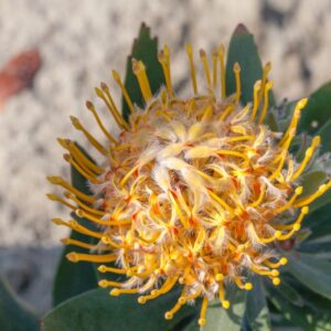LEUCOSPERMUM CONOCARPODENDRON IBRIDO - PROTEACEAE - 1476