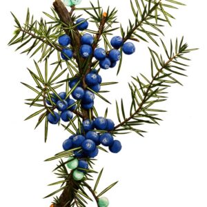 GINEPRO - JUNIPERUS, CUPRESSACEAE - 0073