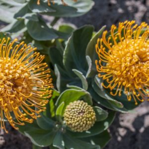 LEUCOSPERMUM CORDIFOLIUM - PROTEACEAE - 1480