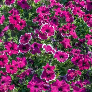 PETUNIA - IBRIDO - SOLANACEAE -1484