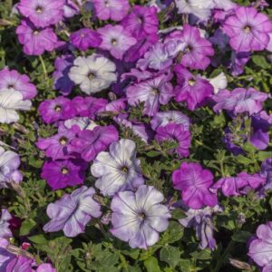 PETUNIA - IBRIDO - SOLANACEAE - 1485
