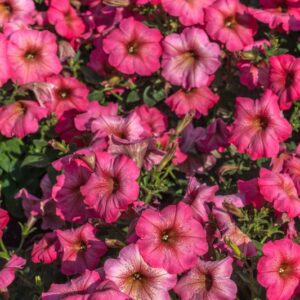 PETUNIA - IBRIDO - SOLANACEAE - 1486