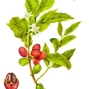 PIANTA DI CAFFÈ - 0078