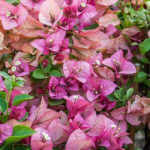 BOUGANVILLEA GLABRA - NYCTAGINACEAE - 1488
