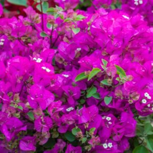 BOUGANVILLEA GLABRA - NYCTAGINACEAE - 1489
